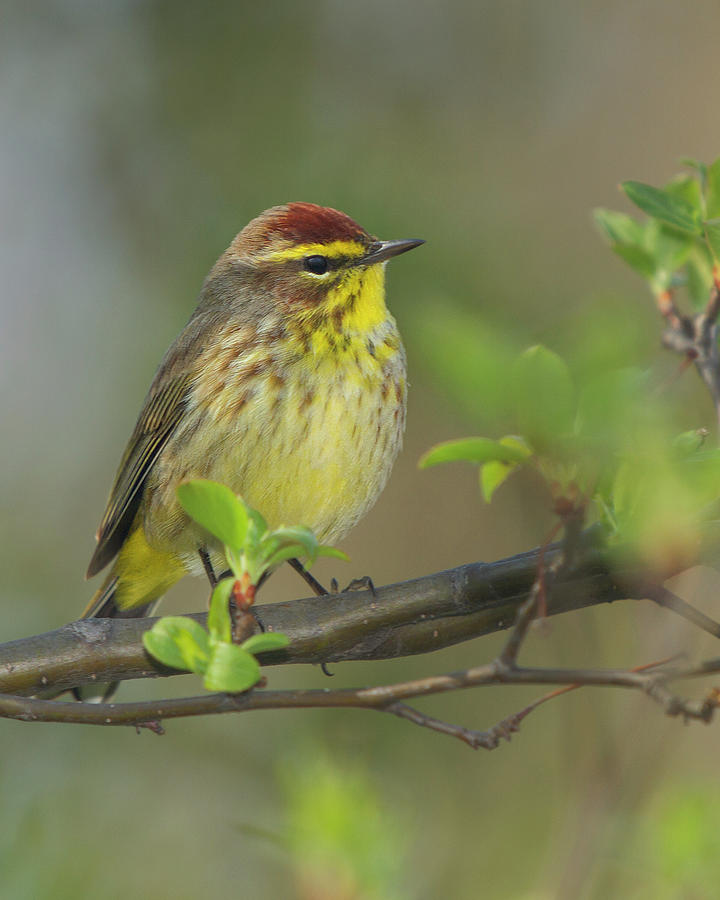 Palm Warbler Photograph by Timothy McIntyre