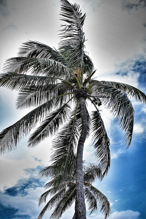 Palm Wednesday Photograph by Caren Aronson Fine Art America