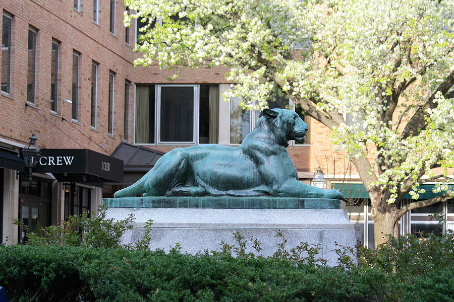 Palmer Square Bronze Tiger Statue Photograph by Ann Murphy