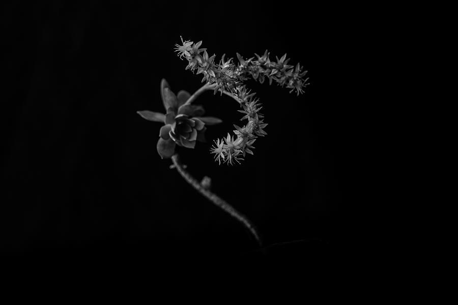 Flower Photograph - Palmeri by Vicky Markolefa Flower Photograph - Palmeri by Vicky Markolefa
