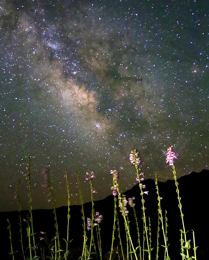 Great Basin Photograph - Palmers Penstemon and Milky Way by Gretchen Baker