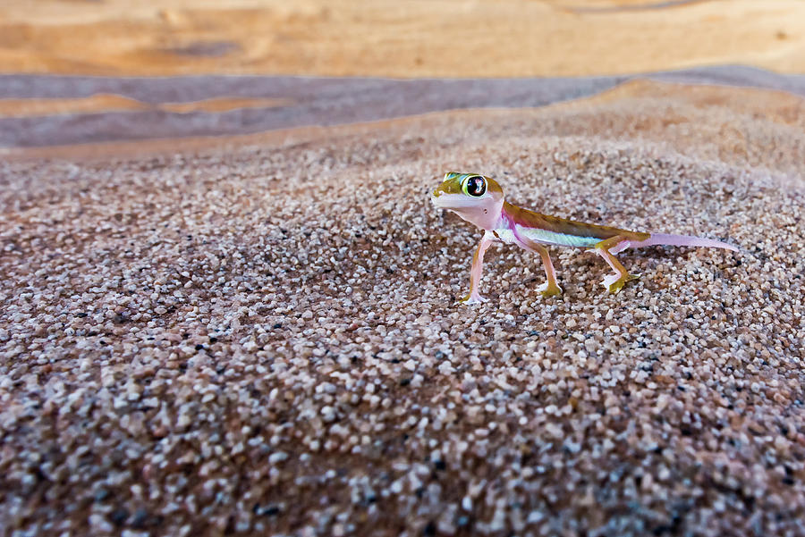 Palmetto gecko Photograph by ROAR AFRICA by Rockford Draper