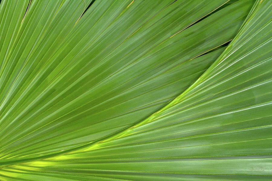 Palmetto Palm Lines Photograph by Liza Eckardt