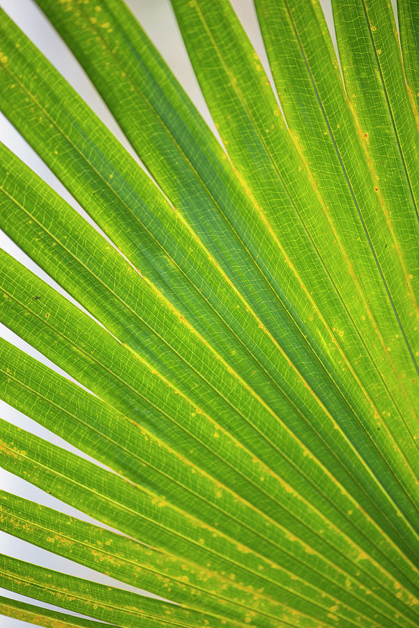Palmetto Photograph - Palmetto Pattern by Phil And Karen Rispin