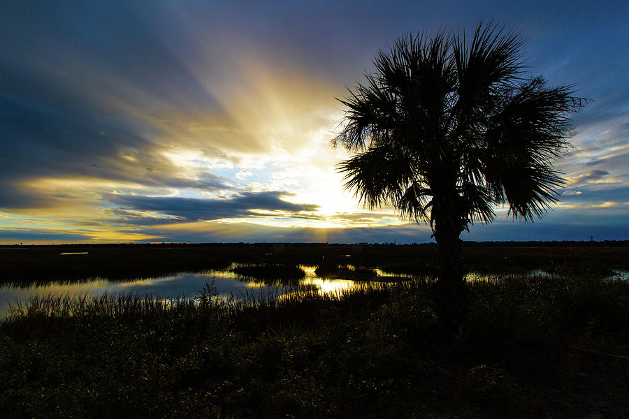 Palmetto Sunset Photograph by Brian Bishop