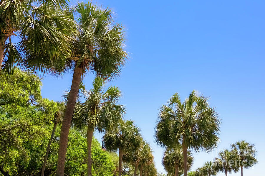 Palmetto Trees of Charleston Battery Photograph by Shelia Hunt