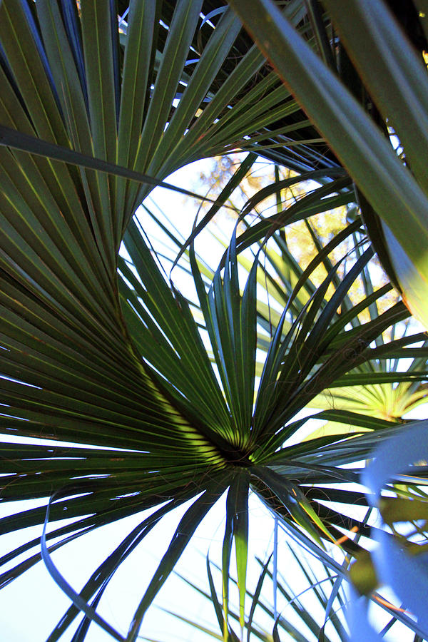 Palmetto2352 Photograph by Carolyn Stagger Cokley