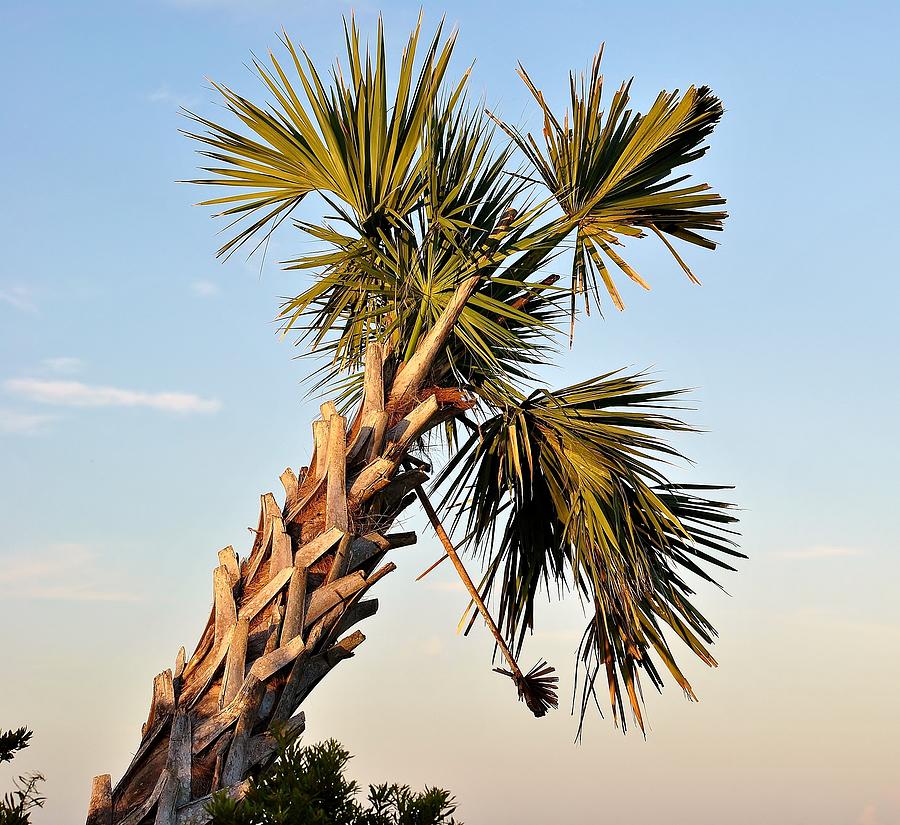 Palms A Photograph by John Hintz