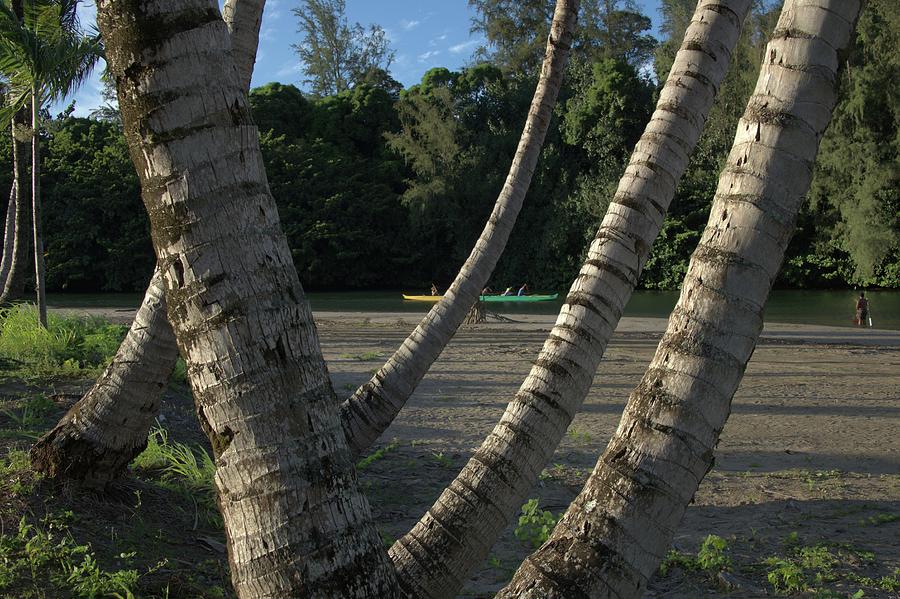 Palms Along the Hanalei River Photograph by Heidi Fickinger