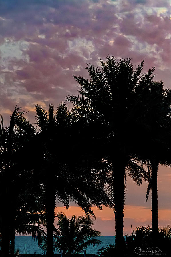 Palms And Pink Powder Puffs Photograph by Susan Molnar