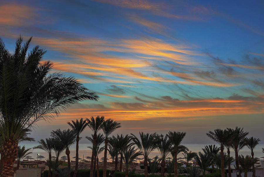 Palms And Sea On Resort Before Sunrise Photograph by Mikhail Kokhanchikov