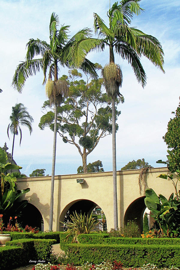 Palms at Alcazar Garden Balboa Park Digital Art by Larry Nader