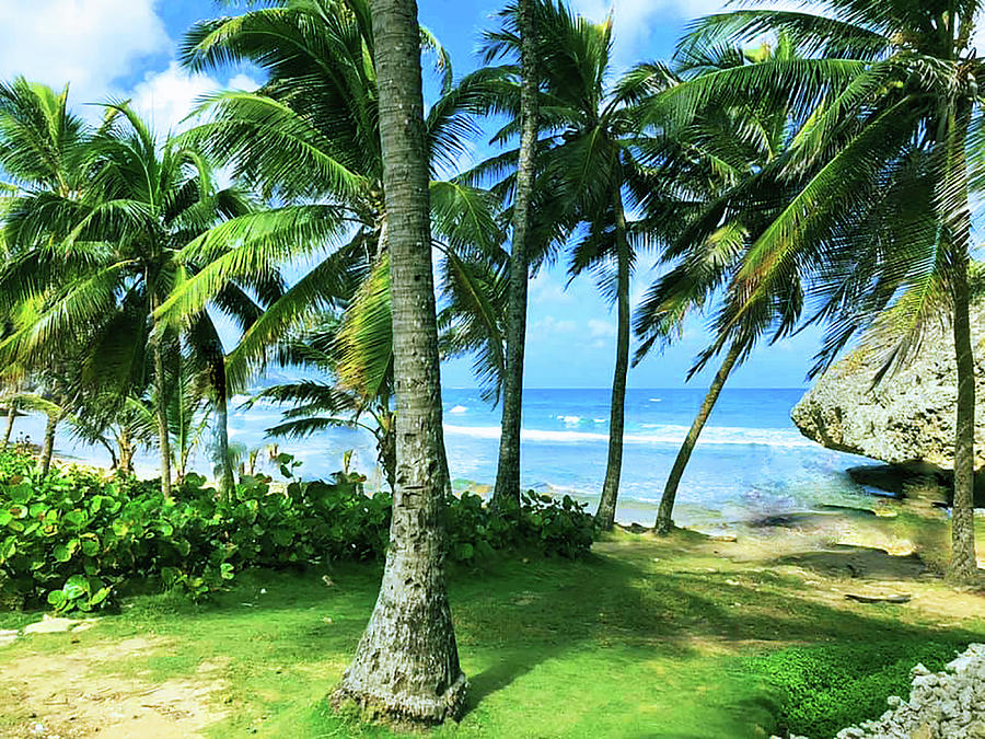 Palms at Barbados Photograph by Milena Mazurek | Fine Art America