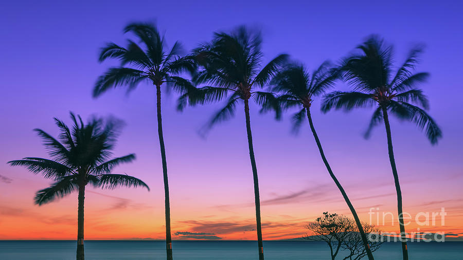 Palms at Sunset Photograph by Henk Meijer Photography