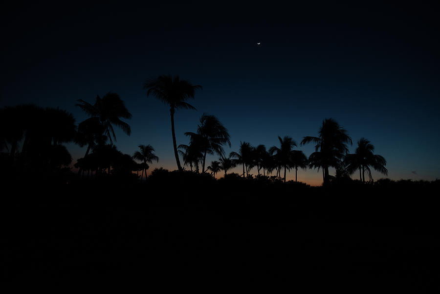 Palms at Sunset Photograph by Janice Adomeit