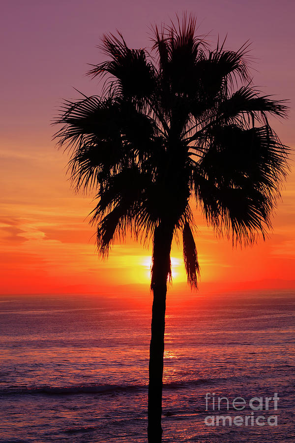 Palms at Sunset Photograph by Marco Crupi