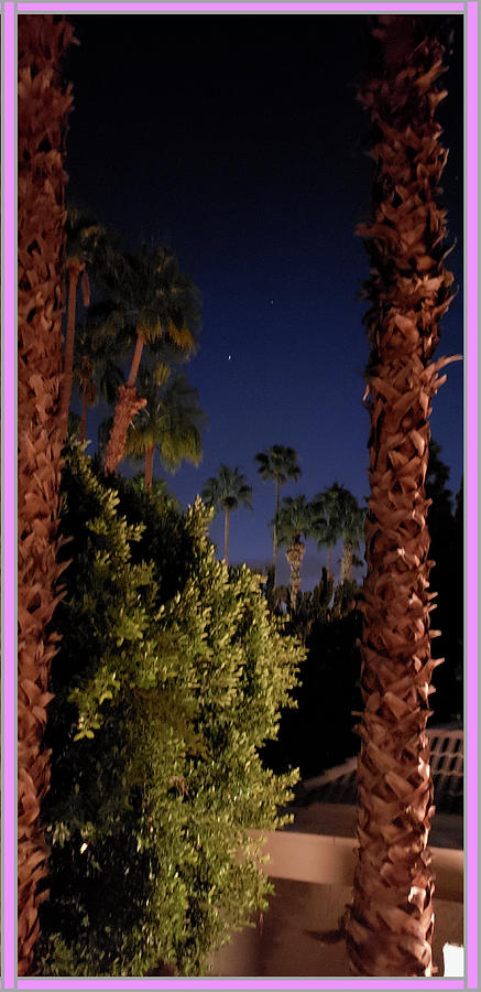 Nature Photograph - Palms By Starlight by Artist Laurence
