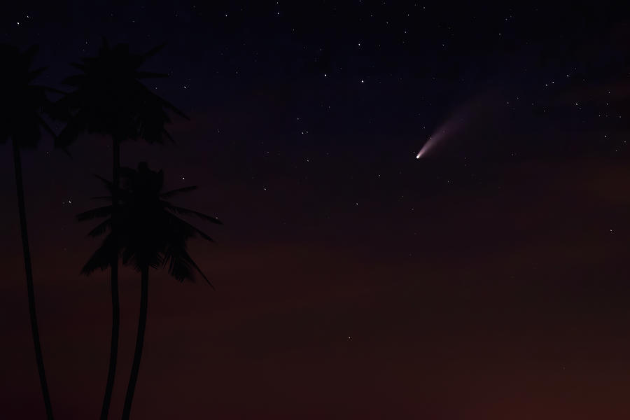 Palms Comet Photograph by Randall Allen