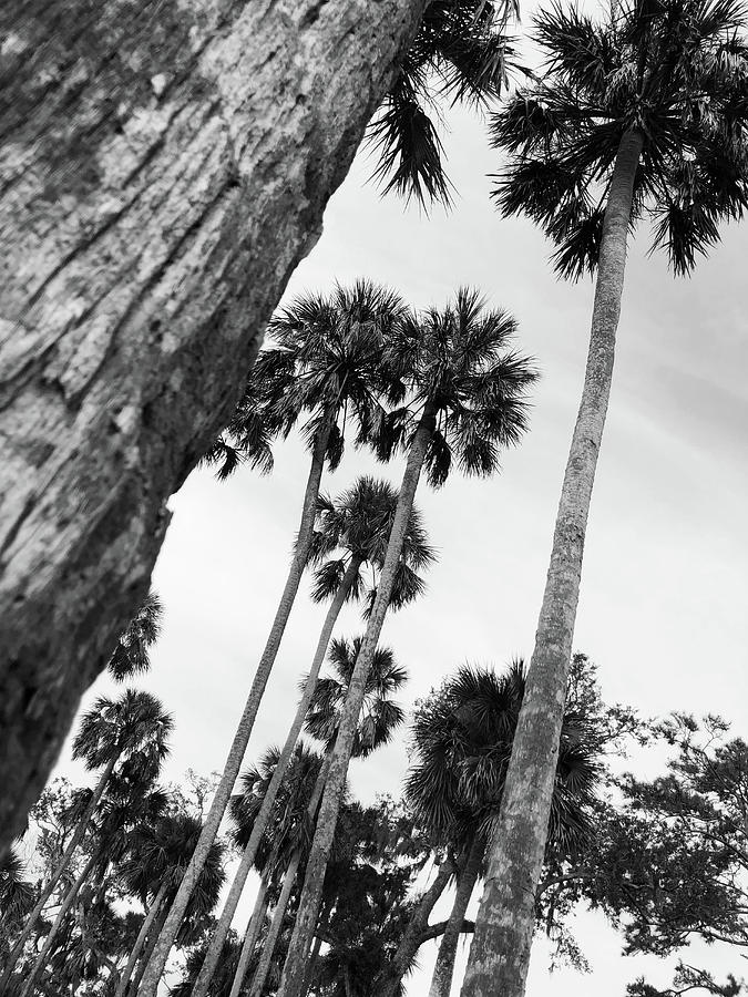 Palm Trees Photograph - Palms Florida by Zachary Pierce