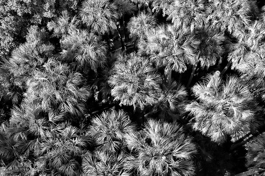 Palms From Above Photograph by Robert Wilder Jr
