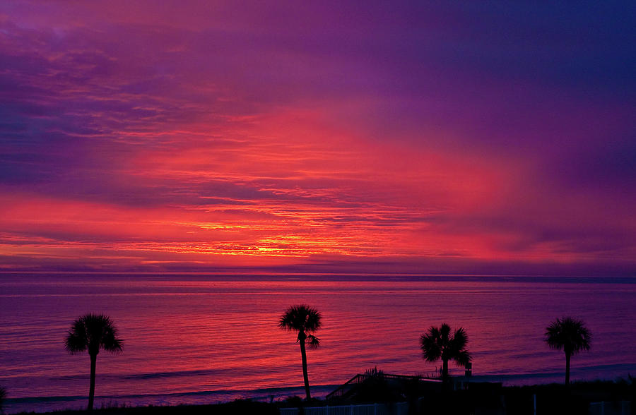 Palms in Silhouette Against Purple Sunrise Photograph by Darryl Brooks