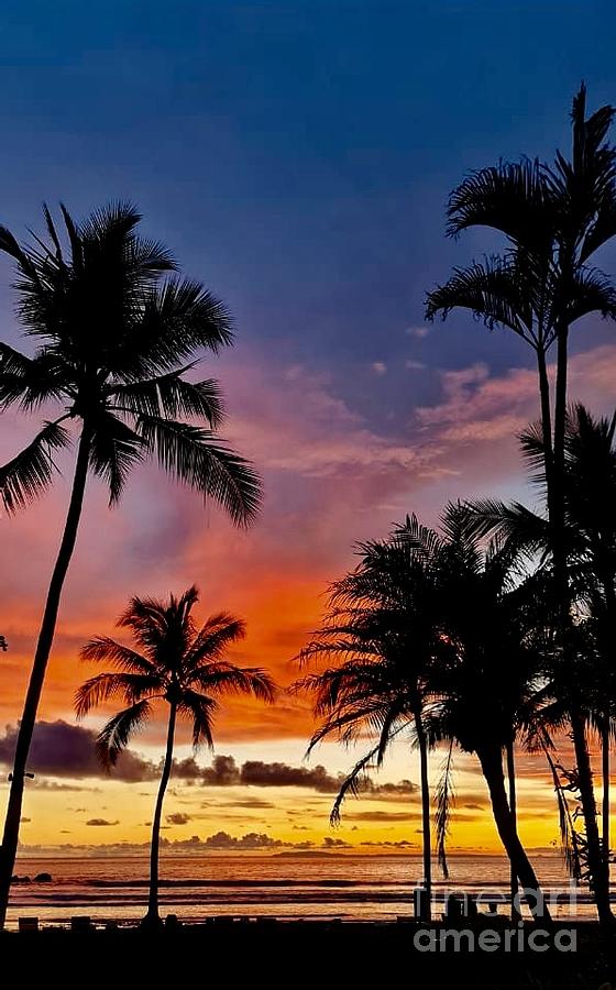 Palms in sunset  Photograph by Natalia Wallwork