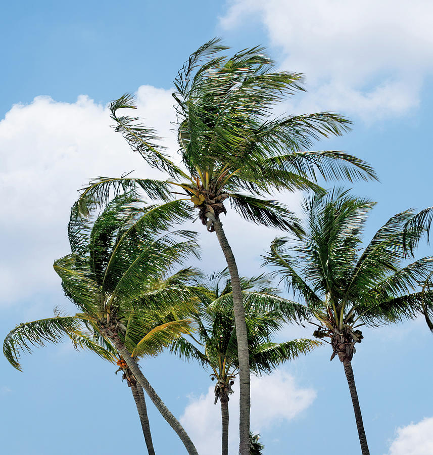Palms in the Wind Photograph by Gina Fitzhugh