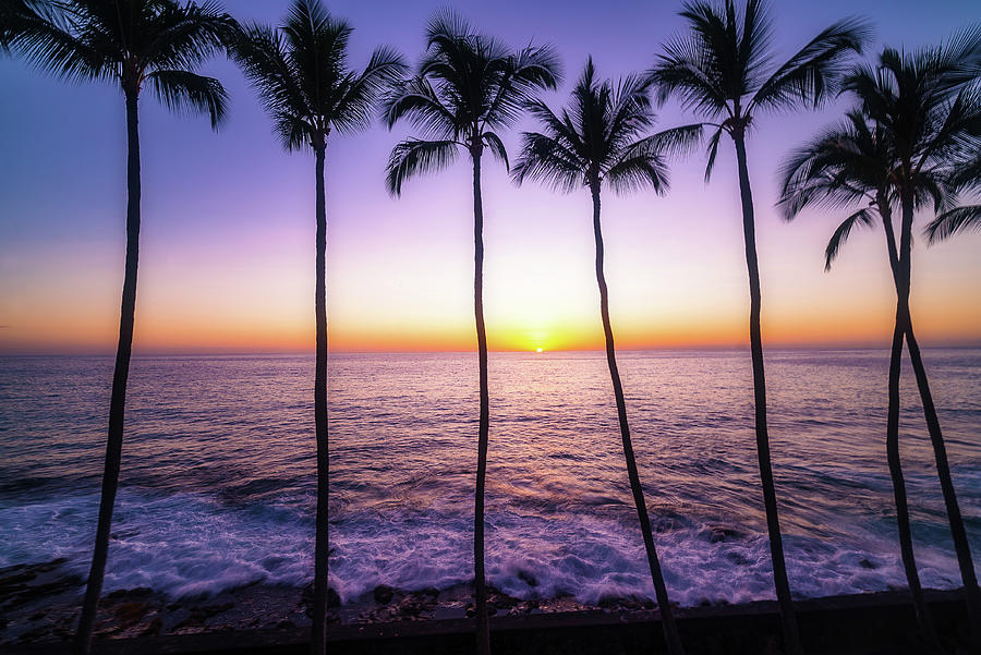 Palms Photograph by Louis Raphael