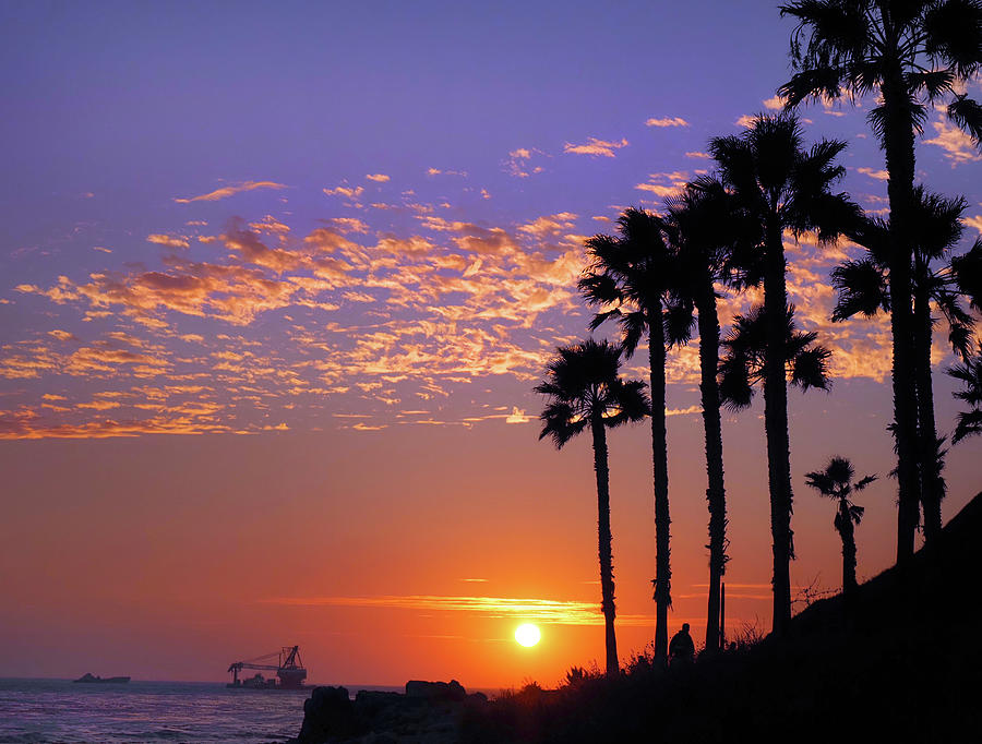 Palms Silhouette at Sunset Photograph by Joe Schofield