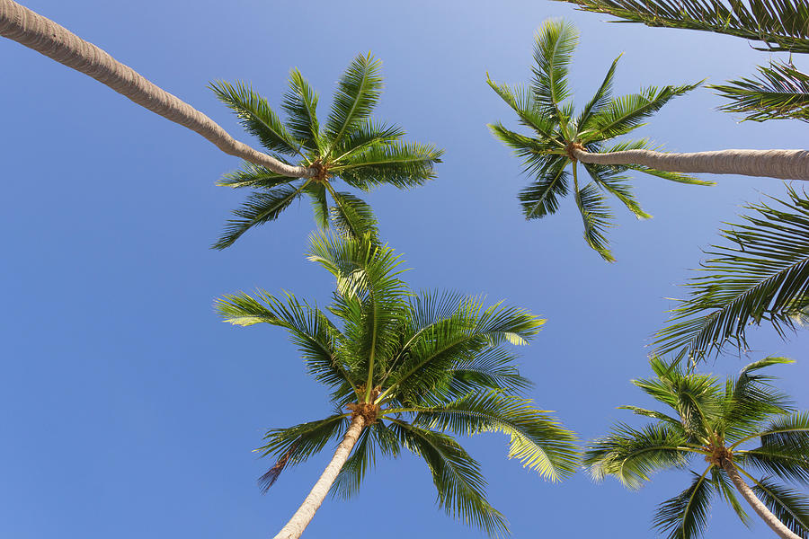 Palms Sky Photograph by Josu Ozkaritz