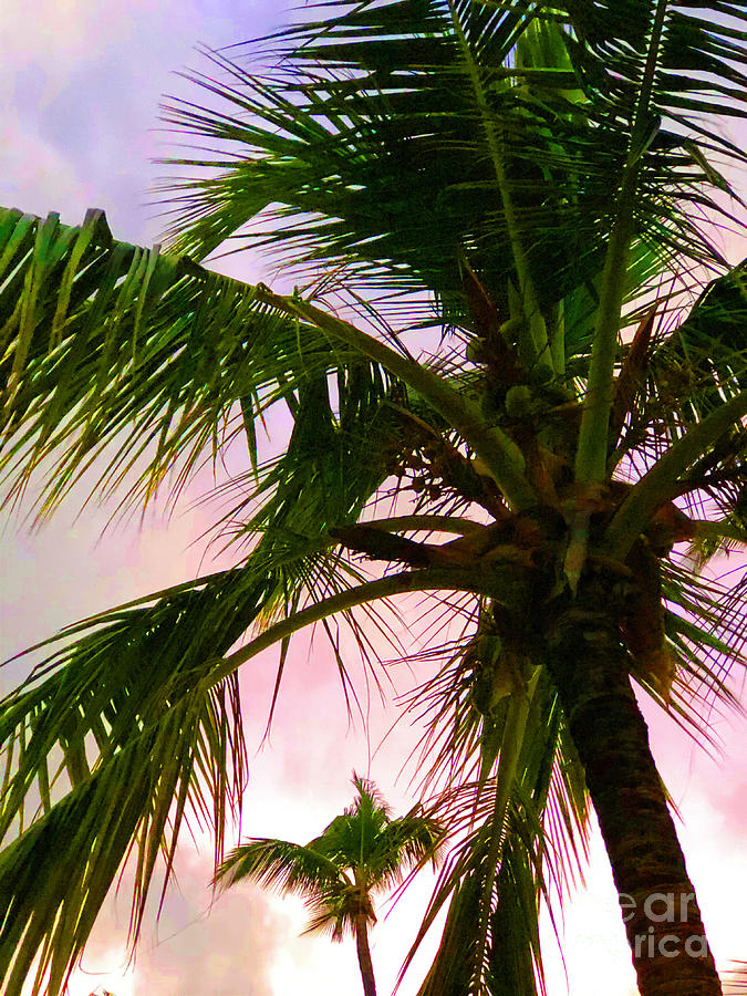 Sunset Photograph - Palms Spring I by Kelly Council Sunset Photograph - Palms Spring I by Kelly Council
