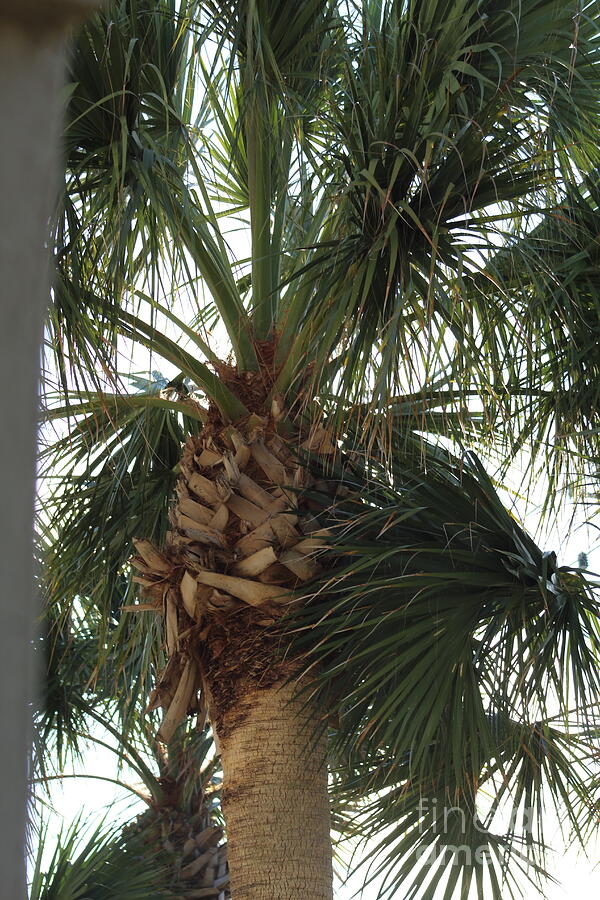 Palms Photograph by Tammie J Jordan Palms Photograph by Tammie J Jordan