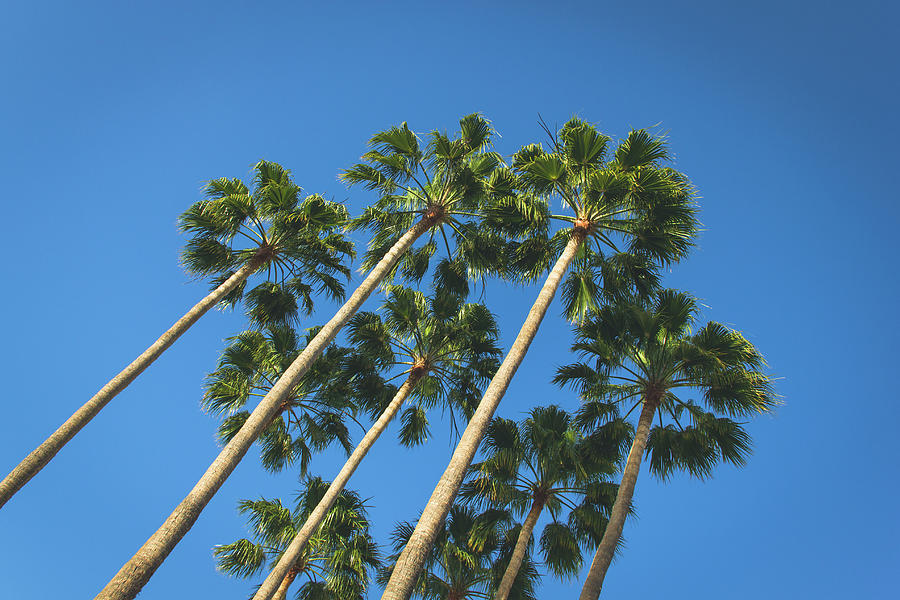 Palms Under Blue Photograph by Josu Ozkaritz
