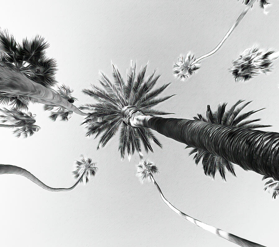 Palms Up Photograph by Joe Schofield Palms Up Photograph by Joe Schofield
