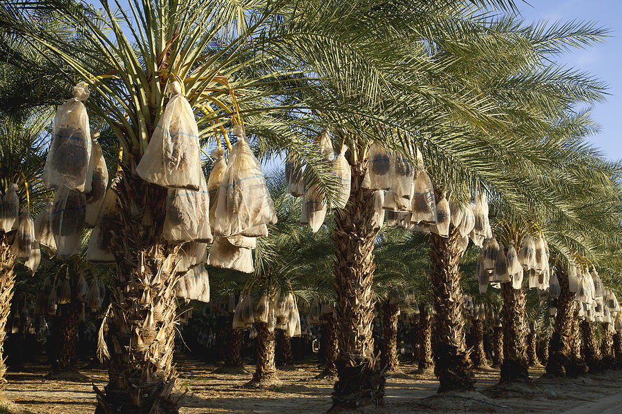 Palms with date clusters covered by bags Photograph by Timothy Hearsum