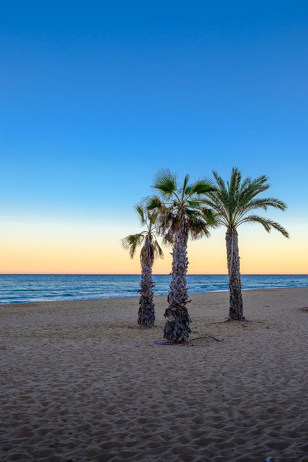 Palmtrees at a beach at sunset with the ocean in the backgroung Photograph by Finn Bjurvoll Hansen