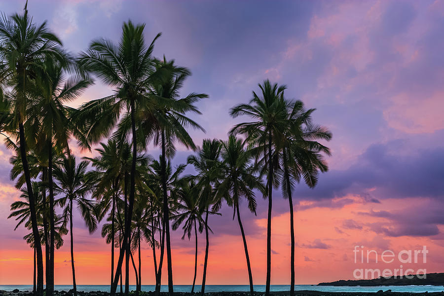 Palmtrees at Puuhonua o Honaunau Photograph by Henk Meijer Photography