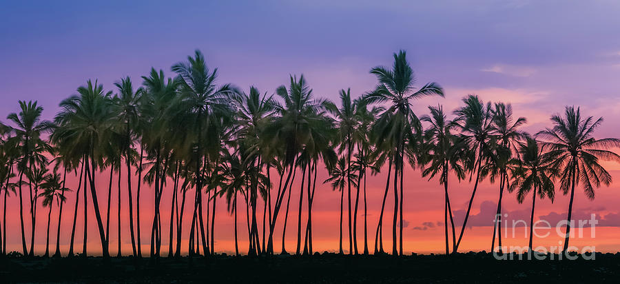 Palmtrees at Sunset Photograph by Henk Meijer Photography