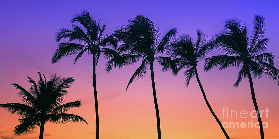 Palmtrees at Sunset, Maui Photograph by Henk Meijer Photography
