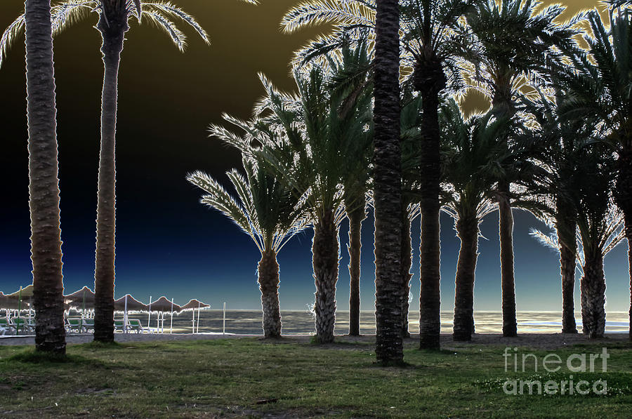 PalmTrees-Negation effect.  Photograph by Pics By Tony