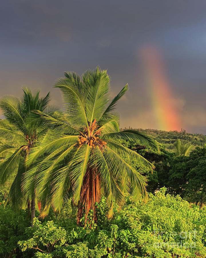 Palmtrees under a Rainbow Photograph by Henk Meijer Photography