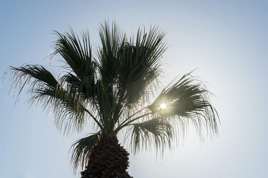Palmy Brilliance - a Joyous Celebration of Tropical Sunshine and Palm Trees Photograph by Georgia Mizuleva