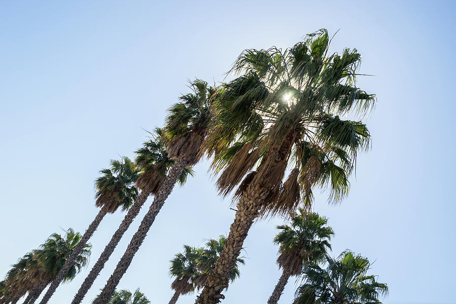 Palmy Brilliance - Palm Tree Row and Sunburst  Photograph by Georgia Mizuleva