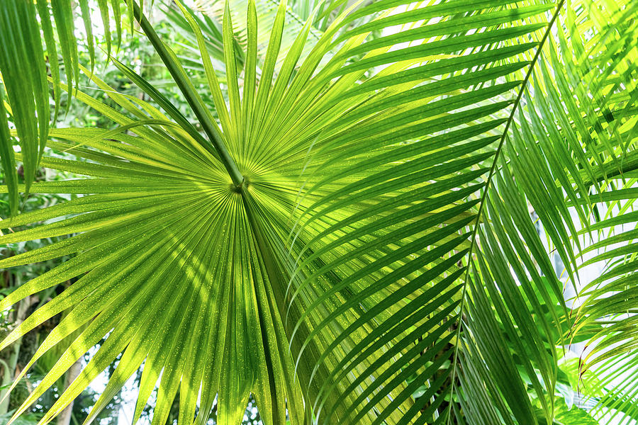 Palmy Filigree - Biophilic Layers and Patterns of Gloriously Green Palm Leaves - Left  Photograph by Georgia Mizuleva