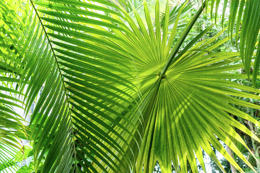 Palmy Filigree - Biophilic Layers and Patterns of Gloriously Green Palm Leaves - Right Photograph by Georgia Mizuleva