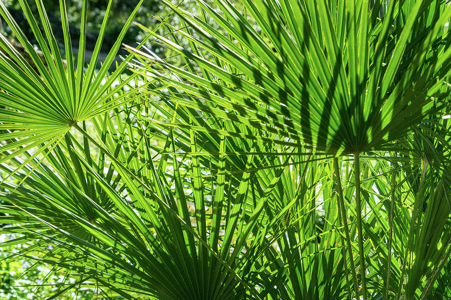 Palmy Intricacy - Gloriously Green Palm Leaf Biophilic Patterns Photograph by Georgia Mizuleva