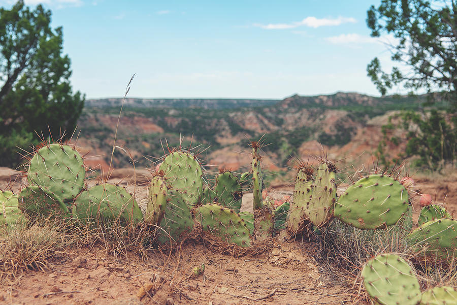 Palo Duro Cactus Photograph by Ray Devlin