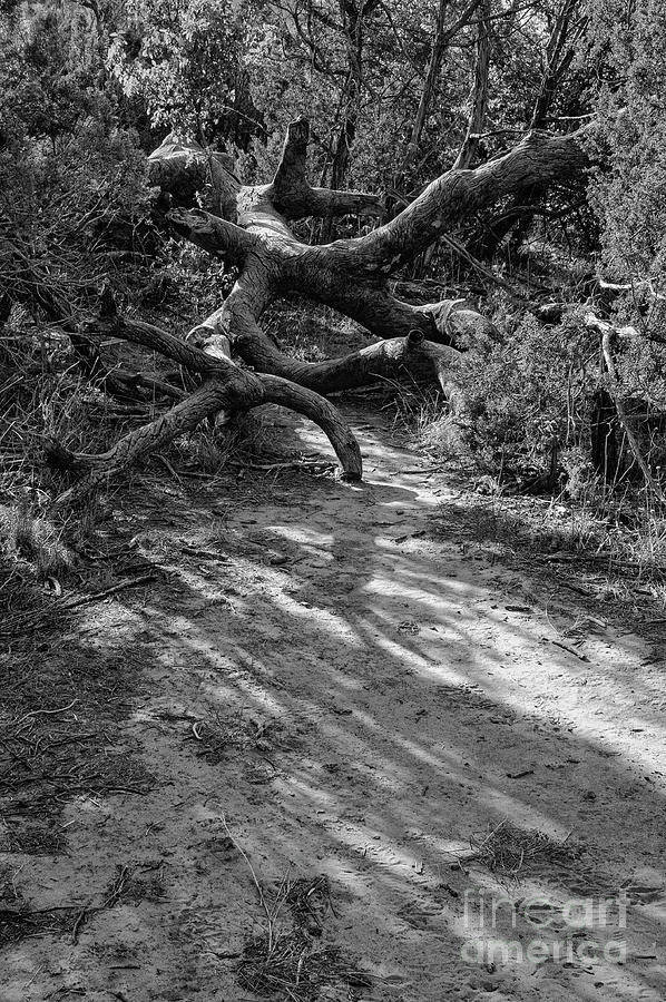 Palo Duro Canyon Fallen Tree Trunk Photograph by Bob Phillips