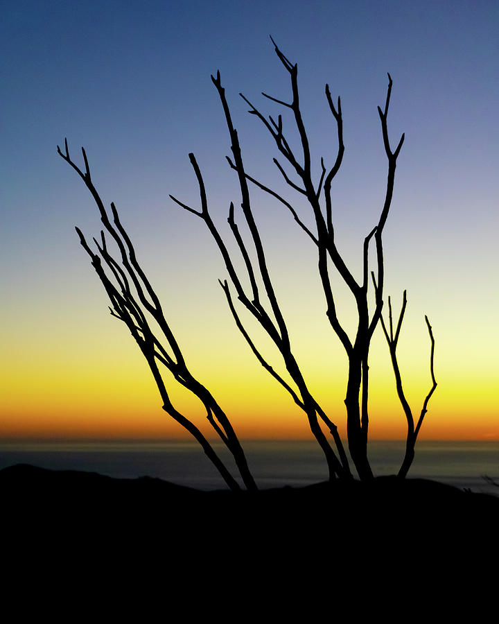 Sunset Photograph - Palo Silhouette by GraphiGlyphics Photography Sunset Photograph - Palo Silhouette by GraphiGlyphics Photography