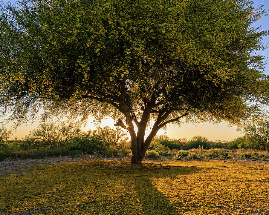 Palo Verde in Bloom Photograph by Dennis Swena